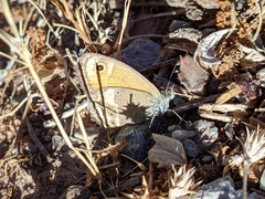 Coenonympha dorus