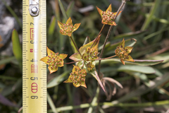 Bupleurum ranunculoides
