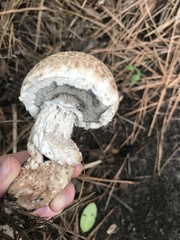 Strobilomyces strobilaceus