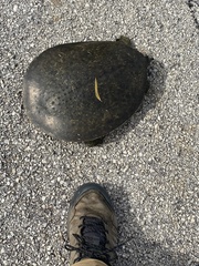 Apalone spinifera pallida