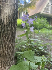 Campanula rapunculoides