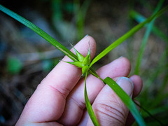 Carex intumescens