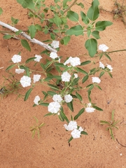 Euploca convolvulacea