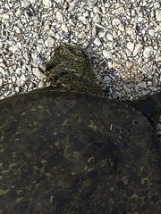 Apalone spinifera pallida