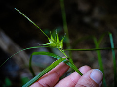Carex intumescens