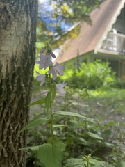 Campanula rapunculoides