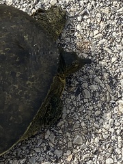 Apalone spinifera pallida