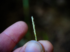 Carex intumescens