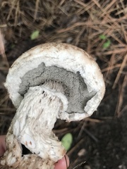 Strobilomyces strobilaceus