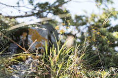 Bupleurum ranunculoides