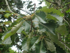 Quercus michauxii