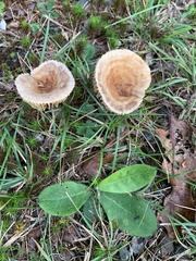 Lactarius subplinthogalus