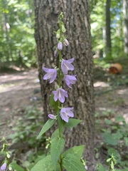 Campanula rapunculoides
