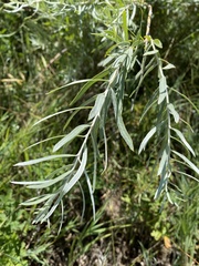 Salix exigua