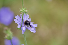 Bombus occidentalis
