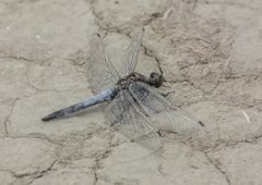 Orthetrum cancellatum