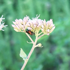 Tropidothorax leucopterus
