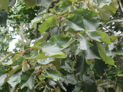 Quercus michauxii