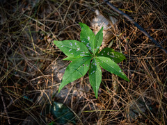 Lysimachia borealis