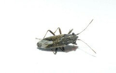 Ortholomus punctipennis