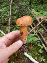 Boletus subvelutipes