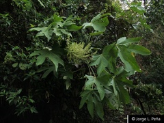 Oreopanax parviflorus