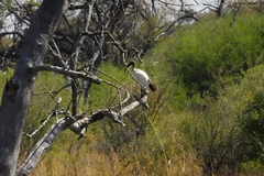 Threskiornis aethiopicus