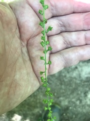 Agrimonia gryposepala