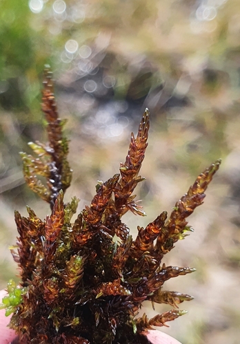 Image of Sarmentypnum sarmentosum by no rights reserved