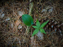 Maianthemum canadense