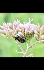 Tropidothorax leucopterus