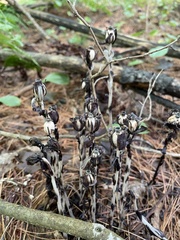 Monotropa uniflora