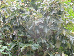 Quercus michauxii