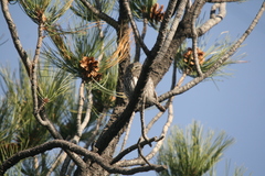 Glaucidium gnoma
