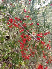Asparagus verticillatus