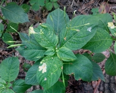 Impatiens parviflora