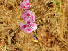 Clarkia amoena