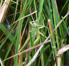 Omocestus viridulus