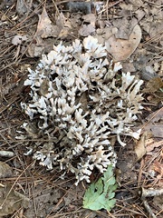 Sebacina schweinitzii