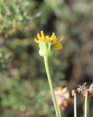 Othonninae