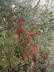 Asparagus verticillatus