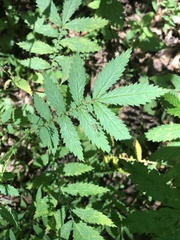 Agrimonia gryposepala