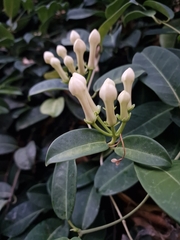 Gentianales