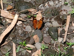 Doleschallia bisaltide