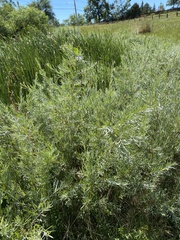Salix exigua