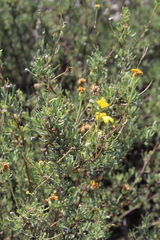 Othonninae