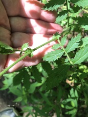 Agrimonia gryposepala