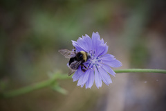 Bombus occidentalis