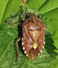 Dolycoris baccarum