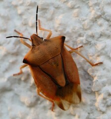 Carpocoris fuscispinus